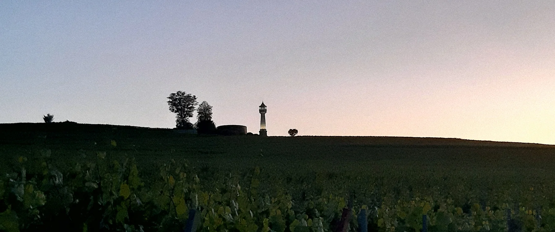 Vignoble champenois au crépuscule